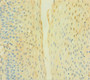 Immunohistochemistry of paraffin-embedded human tonsil tissue using CAC08347 at dilution of 1:100