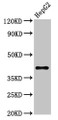 Western Blot; Positive WB detected in: HepG2 whole cell lysate; All lanes: DAO antibody at 7.4µg/ml; Secondary; Goat polyclonal to rabbit IgG at 1/50000 dilution; Predicted band size: 40 kDa; Observed band size: 40 kDa