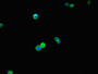 Immunofluorescent analysis of HepG2 cells using CAC08353 at dilution of 1:100 and Alexa Fluor 488-congugated AffiniPure Goat Anti-Rabbit IgG(H+L)