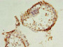 Immunohistochemistry of paraffin-embedded human testis tissue using CAC08360 at dilution of 1:100