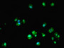 Immunofluorescent analysis of MCF-7 cells using CAC08360 at dilution of 1:100 and Alexa Fluor 488-congugated AffiniPure Goat Anti-Rabbit IgG(H+L)