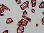 IHC image diluted at 1:1000 and staining in paraffin-embedded human placenta tissue performed on a Leica BondTM system. After dewaxing and hydration, antigen retrieval was mediated by high pressure in a citrate buffer (pH 6.0). Section was blocked with 10% normal goat serum 30min at RT. Then primary antibody (1% BSA) was incubated at 4°C overnight. The primary is detected by a biotinylated secondary antibody and visualized using an HRP conjugated SP system.