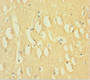 Immunohistochemistry of paraffin-embedded human brain tissue using CAC08371 at dilution of 1:100