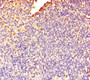 Immunohistochemistry of paraffin-embedded human tonsil tissue using CAC08374 at dilution of 1:100