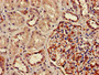 Immunohistochemistry of paraffin-embedded human kidney tissue using CAC08375 at dilution of 1:100