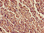 Immunohistochemistry of paraffin-embedded human pancreatic tissue using CAC08375 at dilution of 1:100