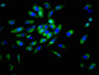 Immunofluorescence staining of Hela cells with CAC08377 at 1:166, counter-stained with DAPI. The cells were fixed in 4% formaldehyde, permeabilized using 0.2% Triton X-100 and blocked in 10% normal Goat Serum. The cells were then incubated with the antibody overnight at 4°C. The secondary antibody was Alexa Fluor 488-congugated AffiniPure Goat Anti-Rabbit IgG(H+L).