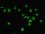 Immunofluorescent analysis of MCF-7 cells using CAC08378 at dilution of 1:100 and Alexa Fluor 488-congugated AffiniPure Goat Anti-Rabbit IgG(H+L)