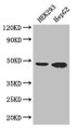 Western Blot; Positive WB detected in: HEK293 whole cell lysate, HepG2 whole cell lysate; All lanes: EBI3 antibody at 3µg/ml; Secondary; Goat polyclonal to rabbit IgG at 1/50000 dilution; Predicted band size: 26 kDa; Observed band size: 48 kDa