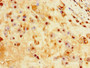 Immunohistochemistry of paraffin-embedded human placenta tissue using CAC08380 at dilution of 1:100