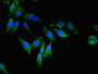 Immunofluorescent analysis of Hela cells using CAC08385 at dilution of 1:100 and Alexa Fluor 488-congugated AffiniPure Goat Anti-Rabbit IgG(H+L)