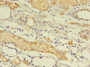 Immunohistochemistry of paraffin-embedded human kidney tissue using CAC08405 at dilution of 1:100