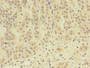Immunohistochemistry of paraffin-embedded human adrenal gland tissue using CAC08405 at dilution of 1:100
