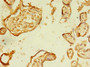 Immunohistochemistry of paraffin-embedded human placenta tissue using CAC08408 at dilution of 1:100