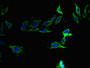 Immunofluorescent analysis of Hela cells using CAC08415 at dilution of 1:100 and Alexa Fluor 488-congugated AffiniPure Goat Anti-Rabbit IgG(H+L)