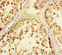 Immunohistochemistry of paraffin-embedded human testis tissue using CAC08416 at dilution of 1:100
