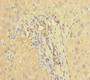 Immunohistochemistry of paraffin-embedded human liver tissue using CAC08416 at dilution of 1:100