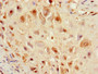 Immunohistochemistry of paraffin-embedded human placenta tissue using CAC08419 at dilution of 1:100