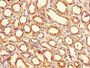 Immunohistochemistry of paraffin-embedded human kidney tissue using CAC08419 at dilution of 1:100