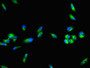 Immunofluorescent analysis of Hela cells using CAC08419 at dilution of 1:100 and Alexa Fluor 488-congugated AffiniPure Goat Anti-Rabbit IgG(H+L)