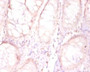 Immunohistochemistry of paraffin-embedded human placenta tissue using CAC08423 at dilution of 1:50
