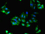 Immunofluorescent analysis of Hela cells using CAC08426 at dilution of 1:100 and Alexa Fluor 488-congugated AffiniPure Goat Anti-Rabbit IgG(H+L)