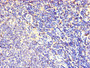 Immunohistochemistry of paraffin-embedded human lymphoid tissue using CAC08429 at dilution of 1:100