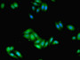 Immunofluorescent analysis of HepG2 cells using CAC08430 at dilution of 1:100 and Alexa Fluor 488-congugated AffiniPure Goat Anti-Rabbit IgG(H+L)