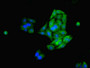 Immunofluorescent analysis of HepG2 cells using CAC08433 at dilution of 1:100 and Alexa Fluor 488-congugated AffiniPure Goat Anti-Rabbit IgG(H+L)