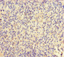Immunohistochemistry of paraffin-embedded human spleen tissue using CAC08436 at dilution of 1:100