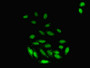 Immunofluorescent analysis of A549 cells using CAC08440 at dilution of 1:100 and Alexa Fluor 488-congugated AffiniPure Goat Anti-Rabbit IgG(H+L)