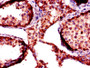 Immunohistochemistry of paraffin-embedded human testis tissue using CAC08441 at dilution of 1:100