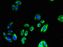 Immunofluorescent analysis of HepG2 cells using CAC08445 at dilution of 1:100 and Alexa Fluor 488-congugated AffiniPure Goat Anti-Rabbit IgG(H+L)