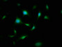 Immunofluorescence staining of U251 cells with CAC08453 at 1:200, counter-stained with DAPI. The cells were fixed in 4% formaldehyde, permeabilized using 0.2% Triton X-100 and blocked in 10% normal Goat Serum. The cells were then incubated with the antibody overnight at 4°C. The secondary antibody was Alexa Fluor 488-congugated AffiniPure Goat Anti-Rabbit IgG(H+L).