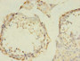 Immunohistochemistry of paraffin-embedded human testis tissue using CAC08456 at dilution of 1:100