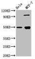 Western Blot; Positive WB detected in: Hela whole cell lysate, MCF-7 whole cell lysate; All lanes: GFAP antibody at 3.9µg/ml; Secondary; Goat polyclonal to rabbit IgG at 1/50000 dilution; Predicted band size: 50, 51 kDa; Observed band size: 50 kDa