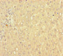 Immunohistochemistry of paraffin-embedded human liver tissue using CAC08477 at dilution of 1:100