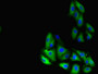 Immunofluorescent analysis of HepG2 cells using CAC08479 at dilution of 1:100 and Alexa Fluor 488-congugated AffiniPure Goat Anti-Rabbit IgG(H+L)