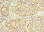 Immunohistochemistry of paraffin-embedded human pancreatic tissue using CAC08491 at dilution of 1:100