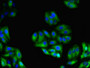 Immunofluorescent analysis of HepG2 cells using CAC08491 at dilution of 1:100 and Alexa Fluor 488-congugated AffiniPure Goat Anti-Rabbit IgG(H+L)