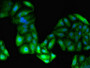Immunofluorescent analysis of HepG2 cells using CAC08496 at dilution of 1:100 and Alexa Fluor 488-congugated AffiniPure Goat Anti-Rabbit IgG(H+L)