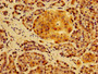 Immunohistochemistry of paraffin-embedded human pancreatic tissue using CAC08530 at dilution of 1:100