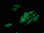 Immunofluorescent analysis of Hela cells using CAC08531 at dilution of 1:100 and Alexa Fluor 488-congugated AffiniPure Goat Anti-Rabbit IgG(H+L)