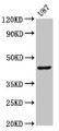 Western Blot; , Positive WB detected in: U87 whole cell lysate; , All lanes: IDO1 antibody at 2.6µg/ml; , Secondary; , Goat polyclonal to rabbit IgG at 1/50000 dilution; , Predicted band size: 46 kDa; , Observed band size: 46 kDa