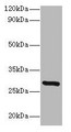 Western blot; All lanes: INMT antibody at 2µg/ml + Mouse lung tissue; Secondary; Goat polyclonal to rabbit lgG at 1/15000 dilution; Predicted band size: 29 kDa; Observed band size: 29 kDa