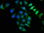 Immunofluorescence staining of A549 cells with CAC08557 at 1:150, counter-stained with DAPI. The cells were fixed in 4% formaldehyde, permeabilized using 0.2% Triton X-100 and blocked in 10% normal Goat Serum. The cells were then incubated with the antibody overnight at 4°C. The secondary antibody was Alexa Fluor 488-congugated AffiniPure Goat Anti-Rabbit IgG(H+L).