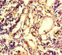 Immunohistochemistry of paraffin-embedded human appendix tissue using CAC08562 at dilution of 1:100