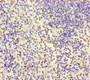 Immunohistochemistry of paraffin-embedded human spleen tissue using CAC08564 at dilution of 1:100