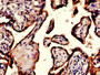 Immunohistochemistry of paraffin-embedded human placenta tissue using CAC08565 at dilution of 1:100