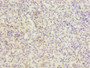 Immunohistochemistry of paraffin-embedded human spleen tissue using CAC08566 at dilution of 1:100